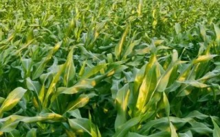 脆甜糯5号玉米种子特点,该品种属于甜糯类