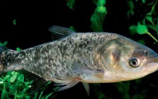 花鲢的产地，我国东部各江河、湖泊、水库均有产出