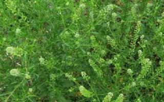 常见的十字花科作物，包括萝卜、白菜、芥菜等品种