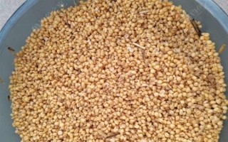 野钓黄尾鱼适合用什么饵料，腥味型、麸香型、酒香型均可使用