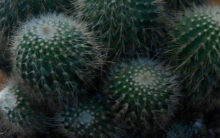 仙人球能不能养在卧室中，没有毒性可以放心养殖