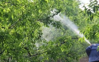 矿物油农药的使用方法，针对不同作物的使用方法不同