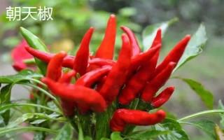红椒苗的价格，一株需要0.2-0.8元左右