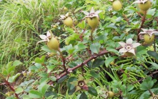 金樱子盆栽能结果吗，是可以结果的