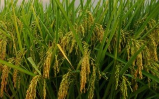 哪种元素对水稻有特殊作用，硅元素具有特殊作用