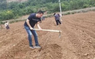 甘蓝的种植方法,注意不可选择连作的土地