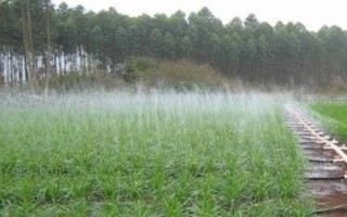 韭菜叶子有白点是什么，可能是韭菜灰霉病导致的