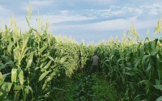 玉糯918玉米种子特征特性，注意防治大小斑病和茎腐病