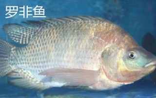 罗非鱼和鲫鱼的价格对比,鲫鱼的价格一般比罗非鱼稍贵