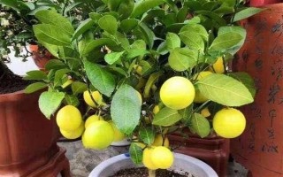 柠檬苗推荐品种，尤力克、菲诺、热那亚等品种值得选择