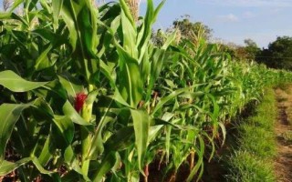 兴丰8玉米种子介绍，播种深度4－6厘米