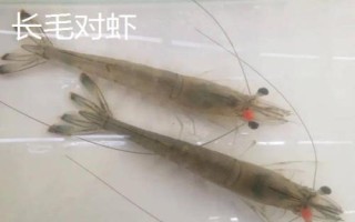 对虾的价格,一般在30-50元一斤