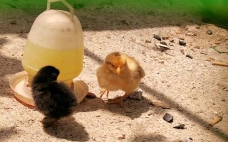 小鸡出壳多长时间可以喂食喂水，必须在24小时之内喂食