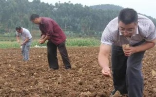油菜的播种时间,南方地区一般在9-11月份播种