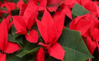 一品红叶子为什么发黄，可能是盆土过干或花盆过小导致的