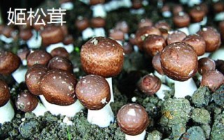 南方适合种植哪些菇类，竹荪、黑木耳、草菇等