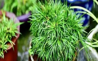 菖蒲有什么名贵品种，姬石菖每株售价25元左右