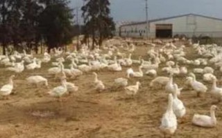 一亩大棚养鹅多少只，根据购买的鹅苗大小决定