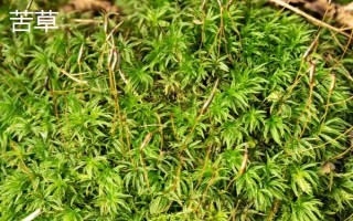 草鱼吃哪种食物可以快速生长,饲喂禾本科、浮萍科、水鳖科植物等食物能促进生长