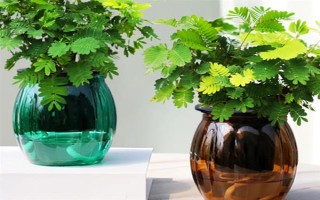 含羞草的水培方法，选择无病虫害的小苗水培