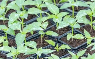 茄子病害及防治方法，常见的病害有猝倒病、褐纹病等