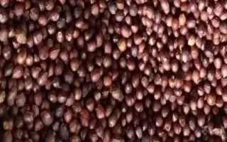 红豆杉种子怎么处理,经过低温层积处理后能加快发芽速度
