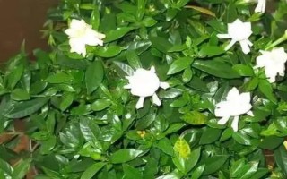 栀子花叶子上有很多白点的原因,可能是蚜虫或者蚧壳虫导致等