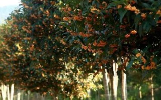 桂花怎么快速繁殖，通常采用播种繁殖、嫁接繁殖、扦插繁殖、压条繁殖