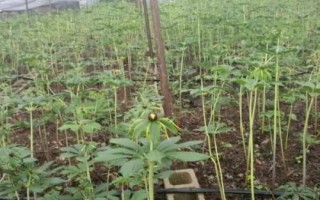 种植重楼的方法，浸种后拌上草木灰再播种