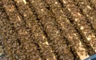 蜂螨用什么药，可用触杀剂、熏蒸剂或熏烟剂