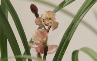 兰花的品种，有蕙兰、春兰、墨兰等