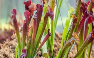 如何防老鼠来咬花盆里的花，可以用铁丝网来遮盖在花盆周围