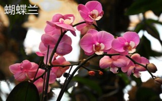 圣诞节适合送哪些花卉,玫瑰花、百合花、郁金香等品种可以考虑