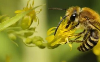 中蜂秋季分蜂在几月，每年的9-10月发生得最为集中