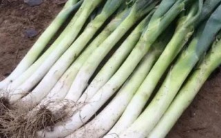 霜降过后可以在阳台上种什么蔬菜，可种植白菜、胡萝卜、大蒜等品种