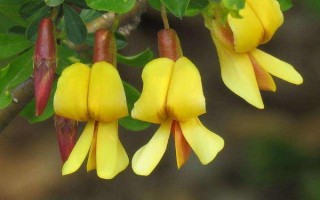 锦鸡儿的常见的栽培品种,常见的有红花锦鸡儿、小叶锦鸡儿等