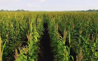 鲁单818玉米种子特点，注意防治弯孢菌叶斑病和茎腐病