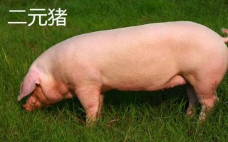 二元母猪能与什么公猪配，杜洛克是很好的选择