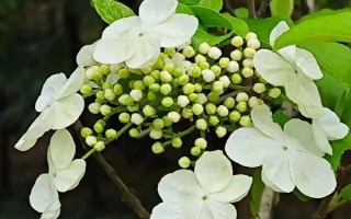 琼花的花语,寓意魅力无限、完美的爱情等