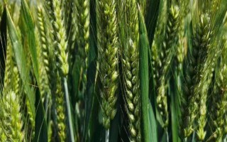 石农952小麦品种简介，足墒播种