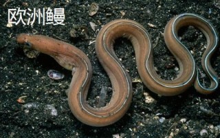 日本鳗的产地，主要分布在越南等国家