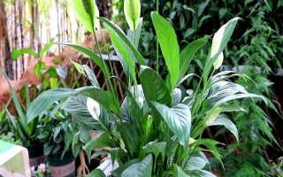 能否用椰糠种植白掌，保水和保肥性较好适合作为种植基质