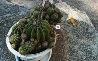 仙人球的浇水间隔，夏季每隔1-2周浇一次