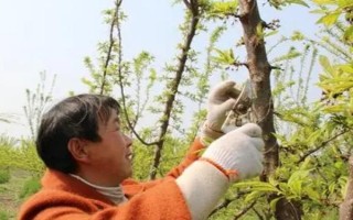 怎么给李子树剪枝，幼苗期需要进行摘心处理