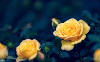 金玫瑰有什么花语，代表爱情、亲情和友情