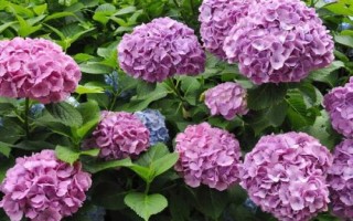 冬季绣球花如何养护，室内盆栽以稍干燥为好