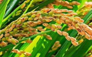 祥优609水稻种子特征特性,全生育期142~160天