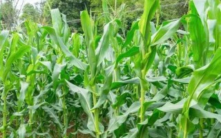 玉米的生长周期，分为苗期、三叶期、拔节期等
