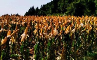 金张掖1706玉米种子简介,种植密度每亩4500株