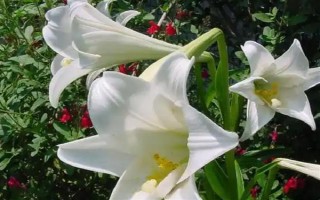 恋爱期间适合送什么花，可选择百合、玫瑰、勿忘我等品种